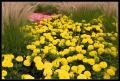 CRW_8461 Yellow Flowers